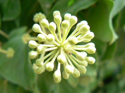 flower ivy green