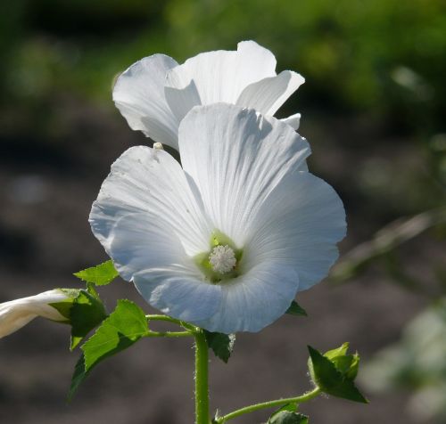 flower white white flower