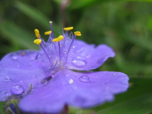 blossom bloom drop of water