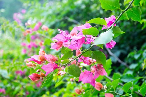 flower leaf bougainvillea glabra