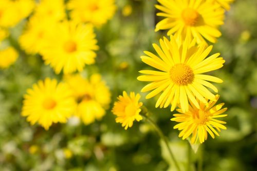 flowers daises garden