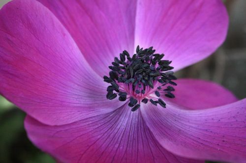 flower violet nature