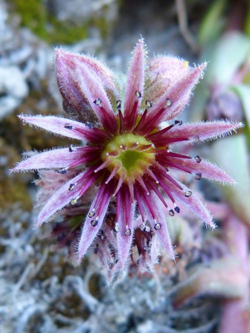 flower cactus gross floor