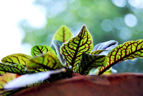 flower plant blossom