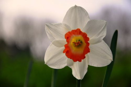 flower daffodil spring