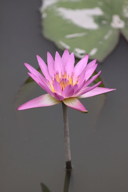 flower lotus lotus flower