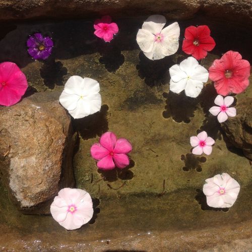 flower summer basin