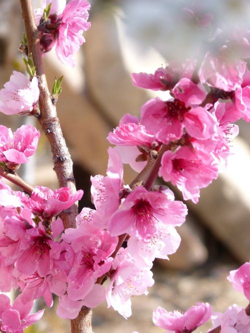 flower rosa almond tree