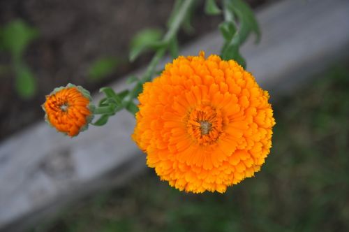 flower marigold garden orange