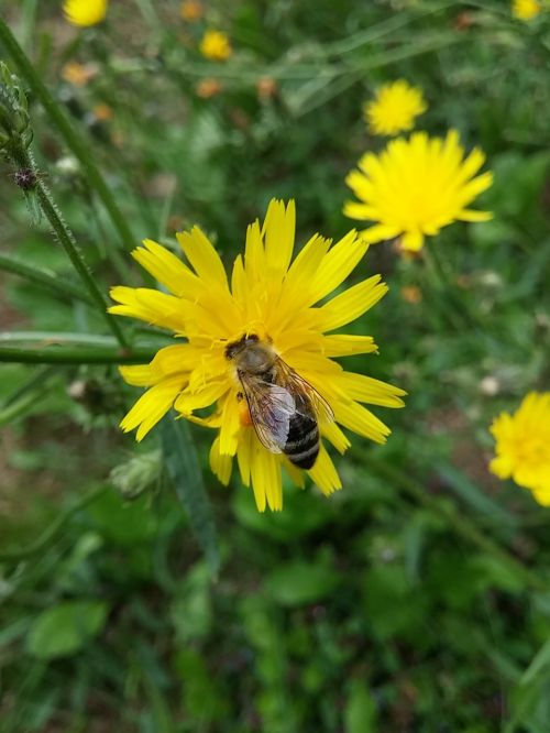 flower yellow flower bee