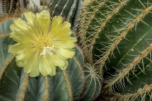 flower cactus nature