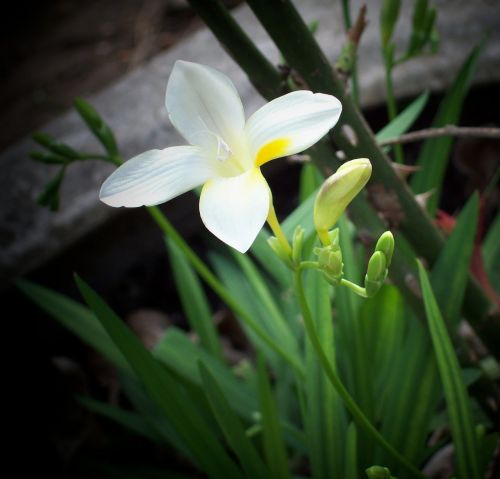 flower nature beauty