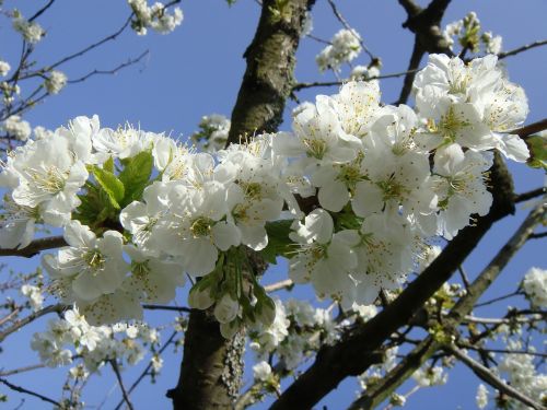 flower spring cherry