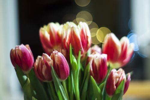 flower bouquet tulips