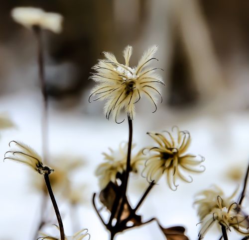 flower winter snow