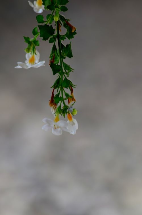 flower closeup white