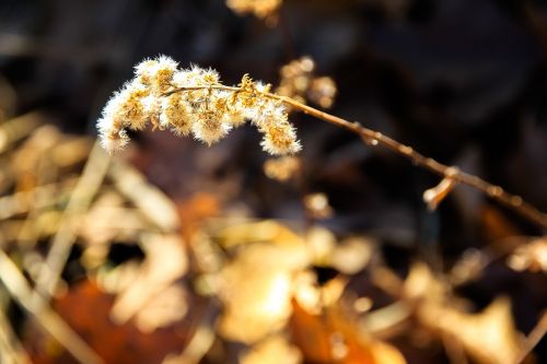 flower sunlight golden