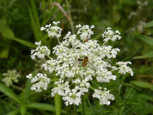 flower bee insect