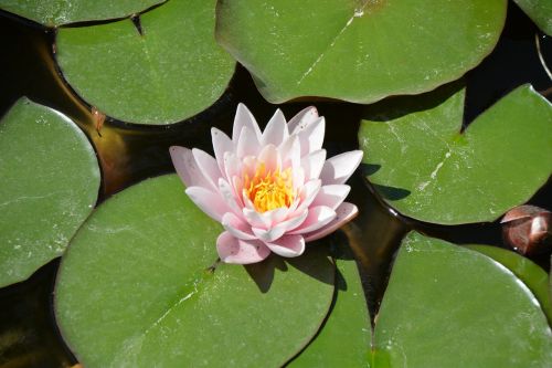 flower lake water