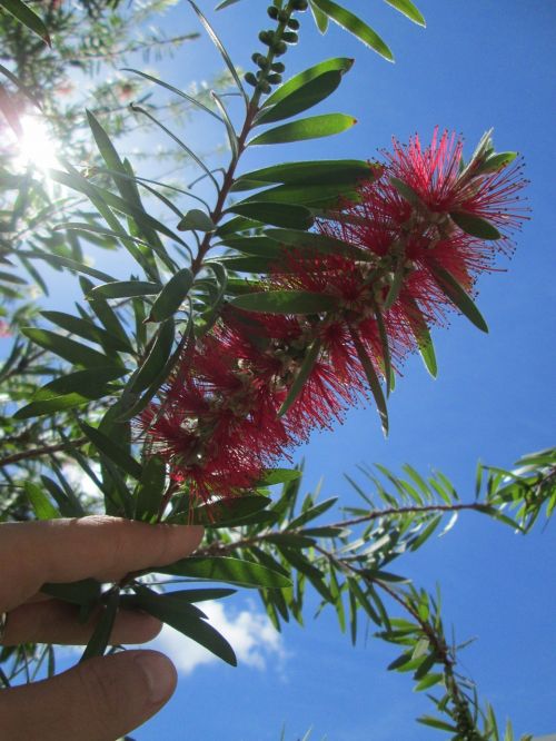 flower nature pink