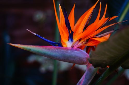 flower bird of paradise paradise