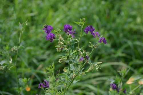 flower nature green