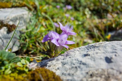 flower mountain plant