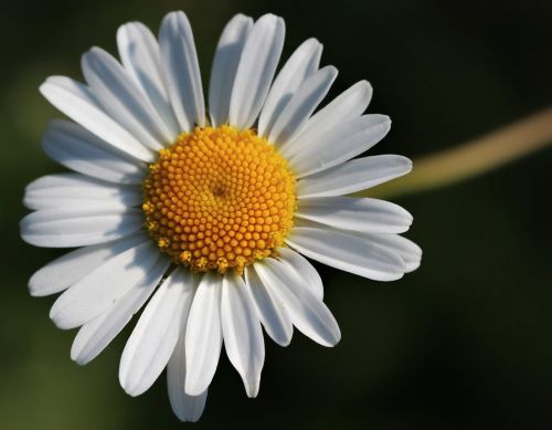 flower white nature