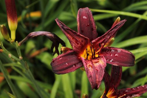 flower red nature