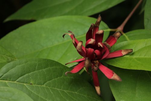 flower red nature