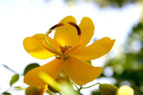 flower flower of the field yellow