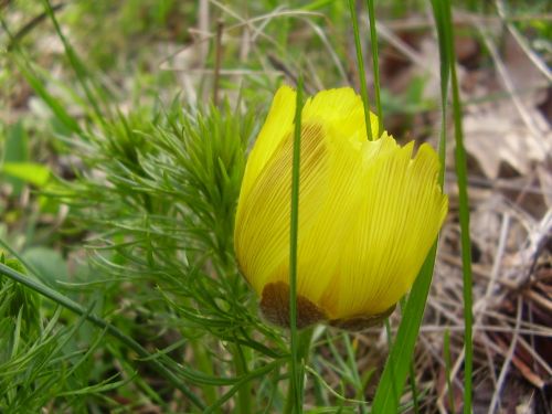 flower yellow petal