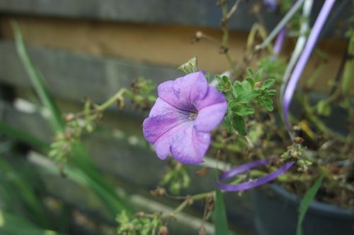 flower nature bloom