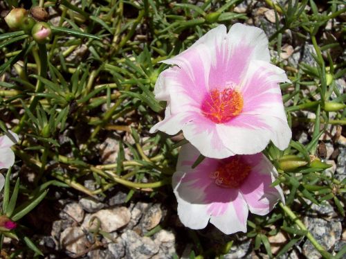 rosa pink flower grass