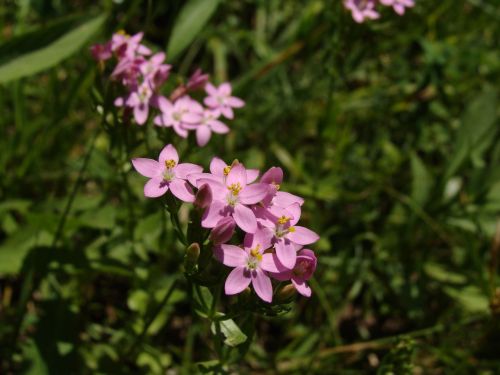 flower centaurium eryhraea herbal