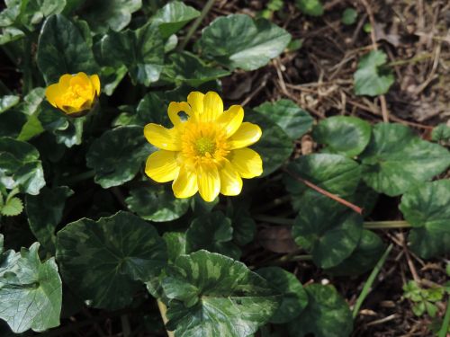 flower yellow nature