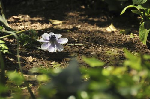 flower violet nature