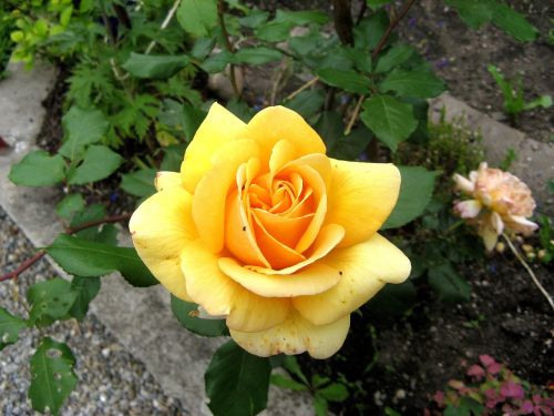 flower rose yellow beauty