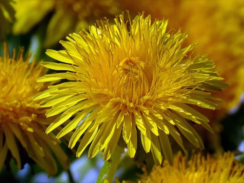 flower dandelion yellow