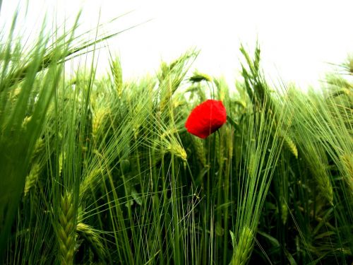 flower field red