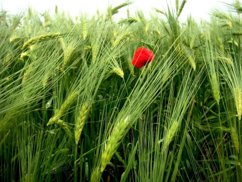 flower field red