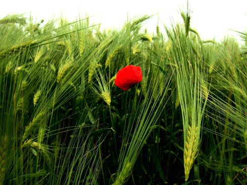 flower field red