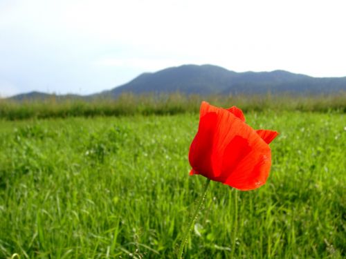 flower field red