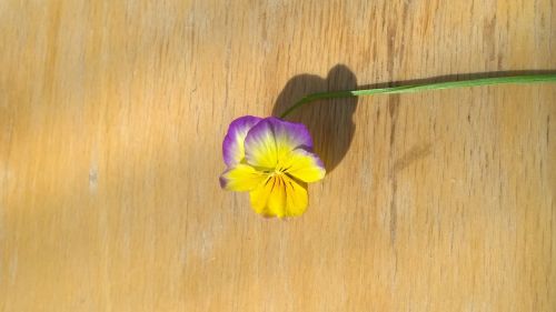 flower bright pansy