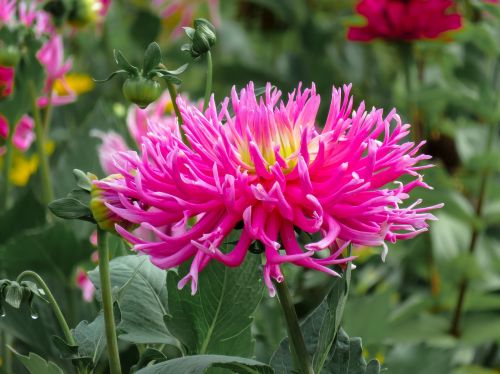 flower dahlia blossom