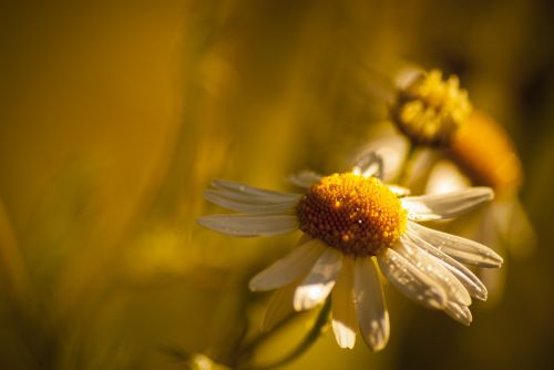 flower marguerite wild