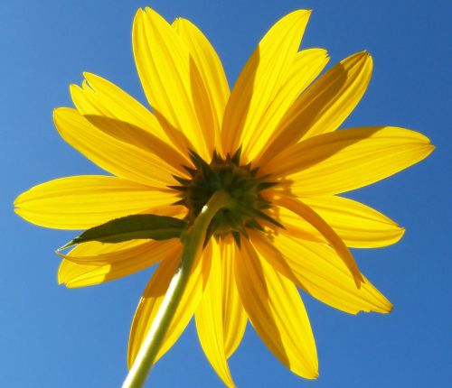 flower reverse yellow