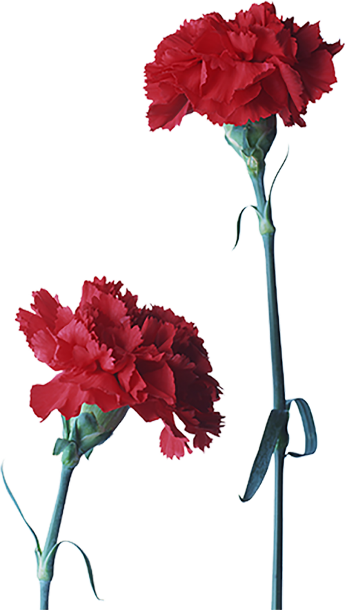 flower clove red