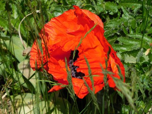 flower poppy red