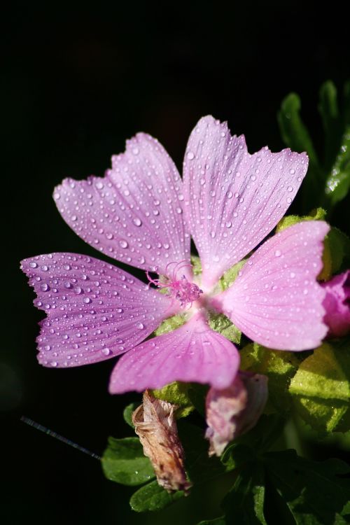 flower water drops rain